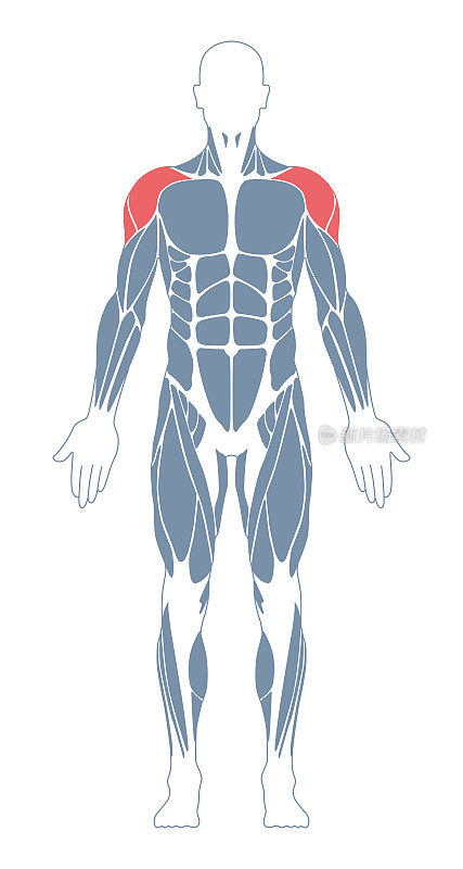 肌肉系统。人类的身体。男性解剖学。运动健身训练健身房锻炼矢量插图。前视图。三角肌肌肉