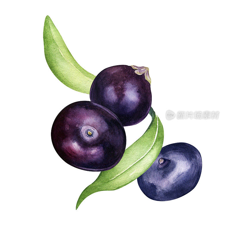 巴西莓和棕榈叶组成水彩插图孤立在白色背景。奇异的亚马逊小紫色浆果，热带水果手绘。用于包装、标签的设计元素