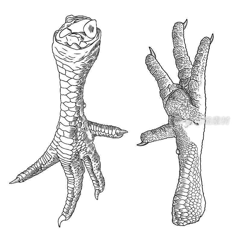 一套鸡，公鸡，火鸡脚。手绘雕刻风格。家养的家禽或母鸡的腿。向量。
