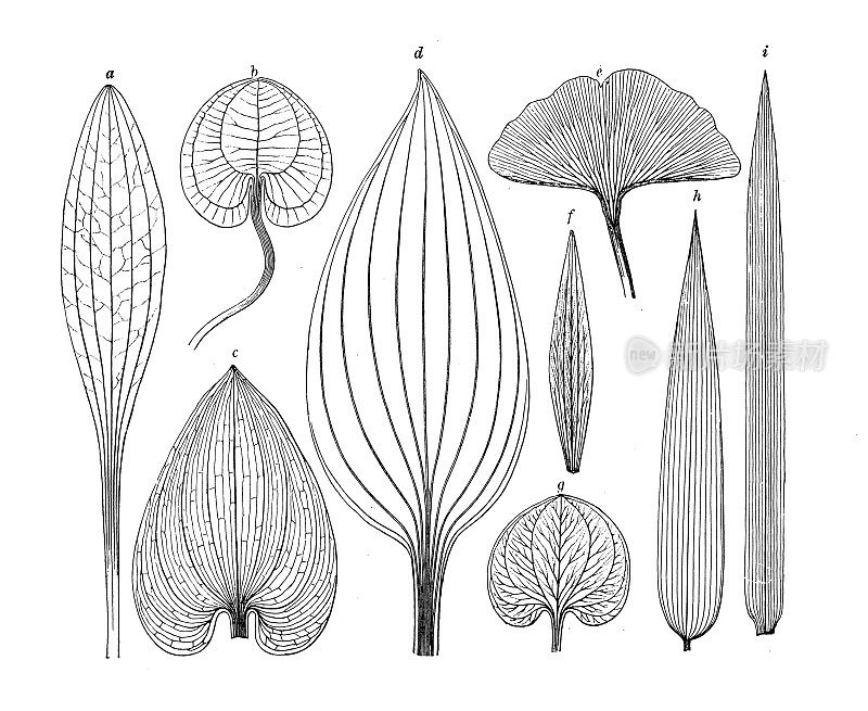 古植物学插图:叶脉