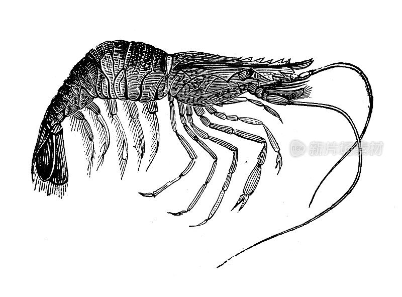 古玩动物插图:角虾、角虾