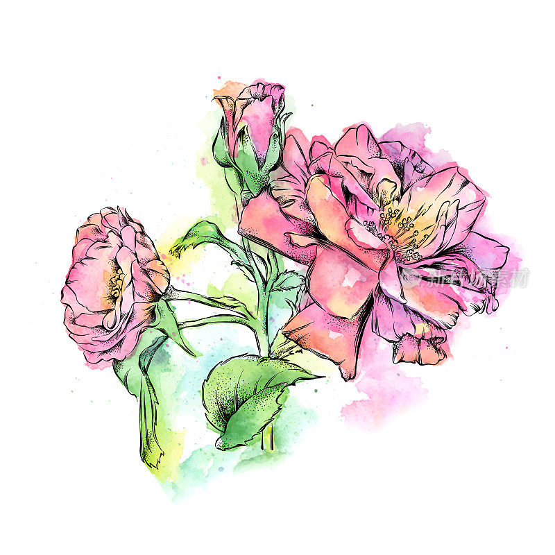 野生玫瑰墨水和水彩插图。向量EPS10插图