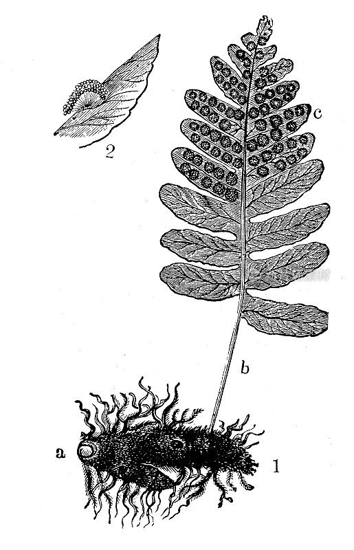 古代植物学插图:水螅体，水螅体