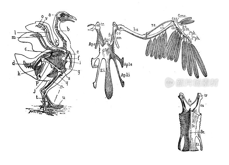仿古插图:鸟类解剖图