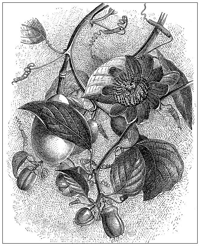 仿古插图:西番莲，有翅茎西番莲花