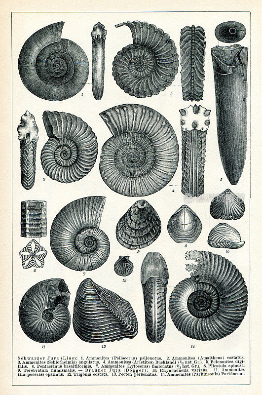 1896年中生代和侏罗纪的菊石化石