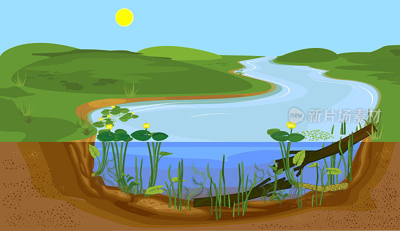 河流横截面景观。淡水河生境，有黄花和水中浮木