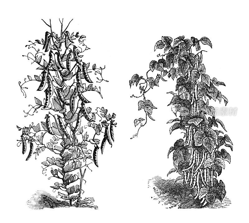 饲料植物。有机蔬菜豆茎手绘古董雕刻插图。