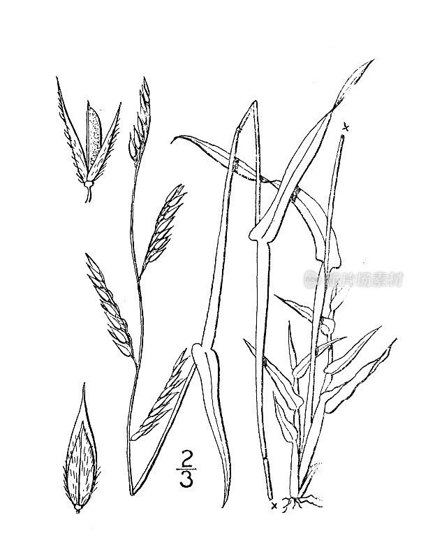 古植物学植物插图:点状谷子