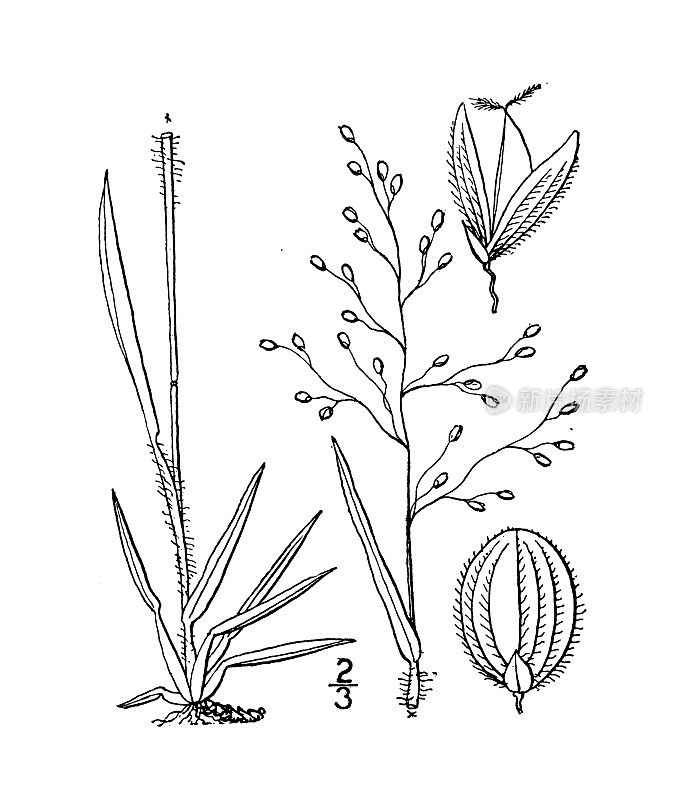 古植物学植物插图:松花圆锥花序，松花圆锥花序