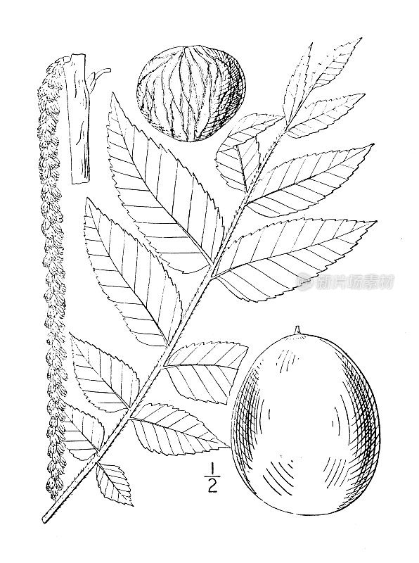 古董植物学植物插图:黑胡桃，黑胡桃