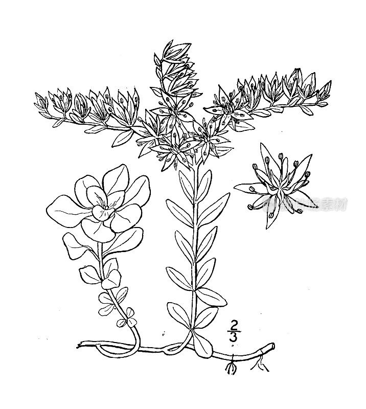 古植物学植物插图:景天，野生石作物