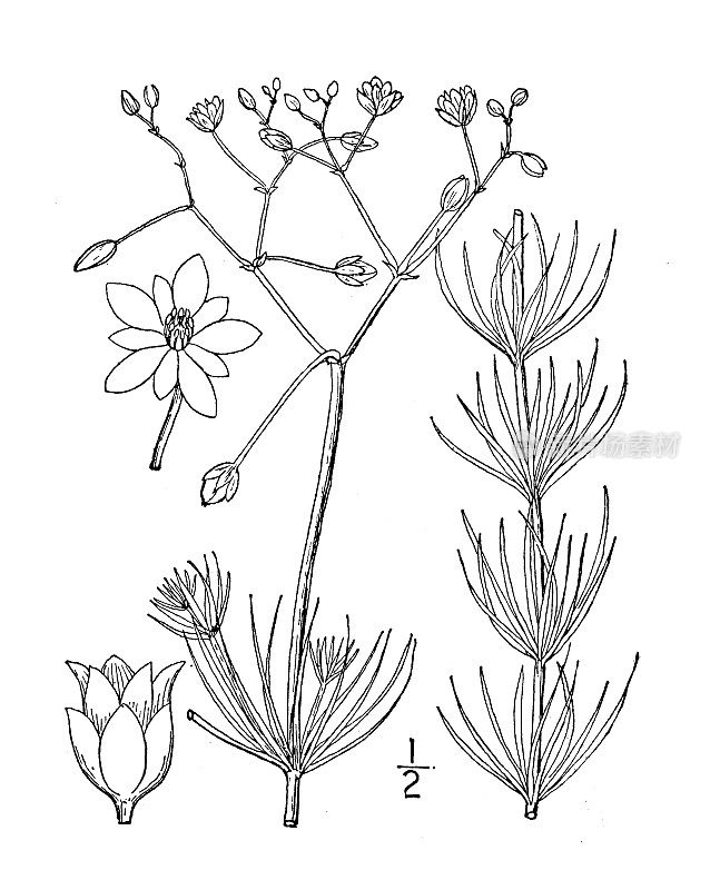 古植物学植物插图:arvensis，玉米刺