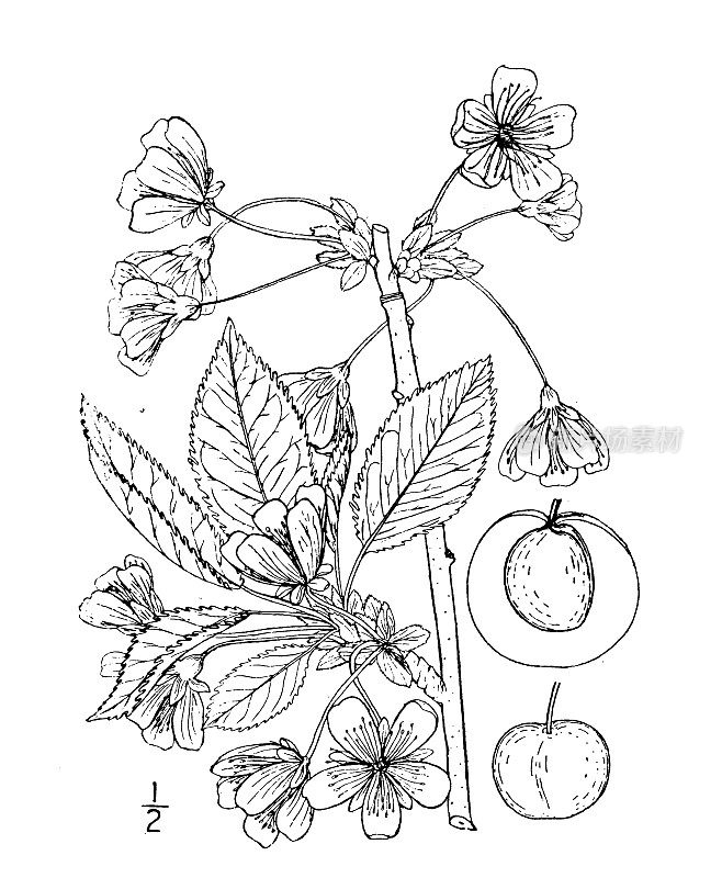 古植物学植物插图:樱桃李、酸樱桃