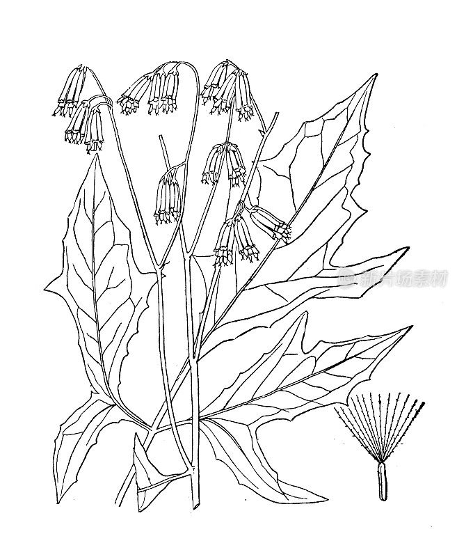 古植物学植物插图:三叶草，高响尾蛇根