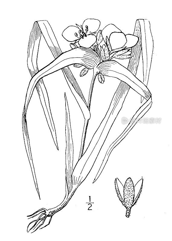 古植物学植物插图:小苞叶露苔草，长苞叶蜘蛛草