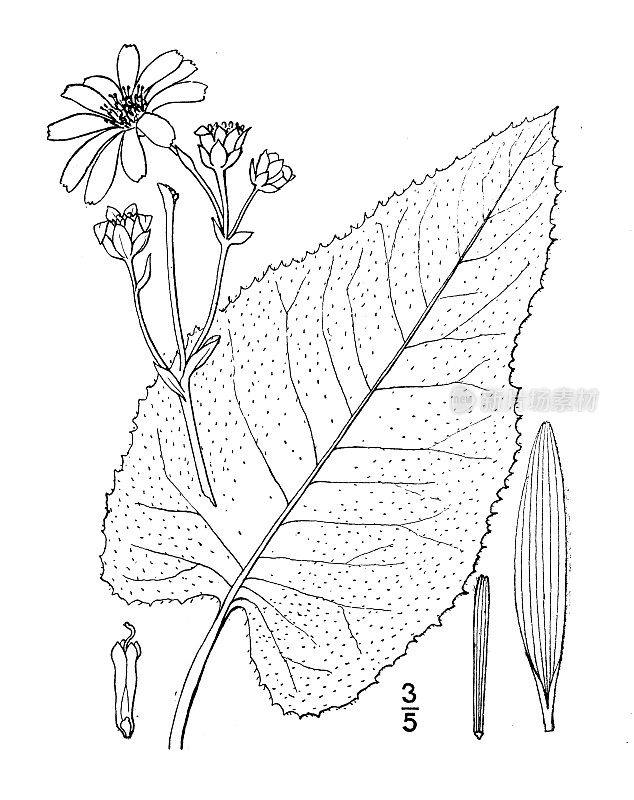 古植物学植物插图:松香草、大草原牛蒡