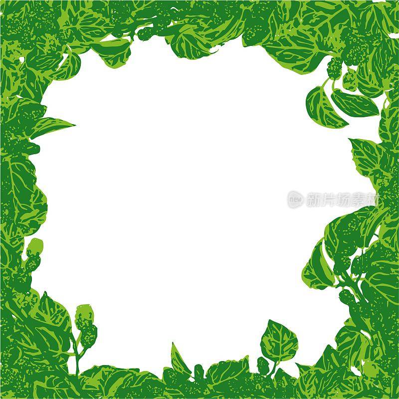 绿色的桑葚和树枝上的叶子的框架，在白色的背景上为您设计
