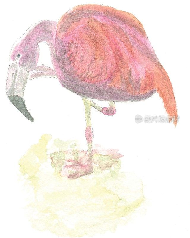 智利火烈鸟的插图