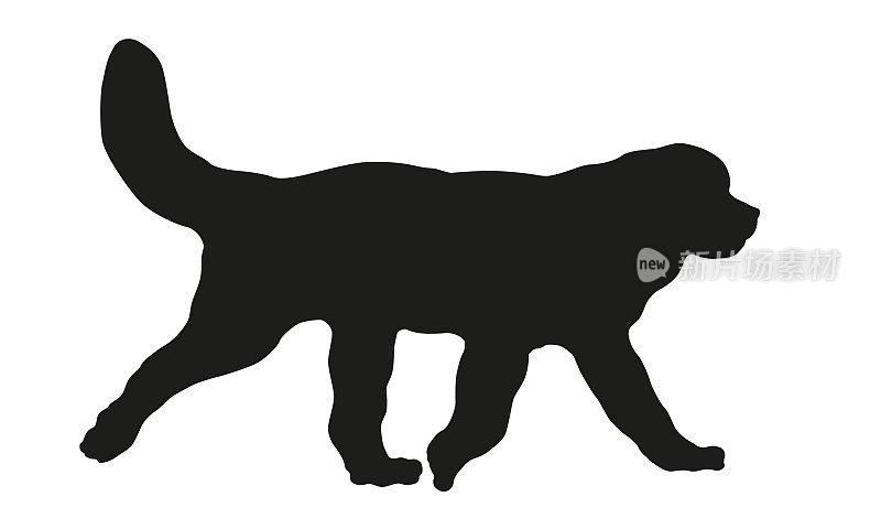 黑狗轮廓。纽芬兰小狗散步。宠物的动物。孤立在白色背景上。
