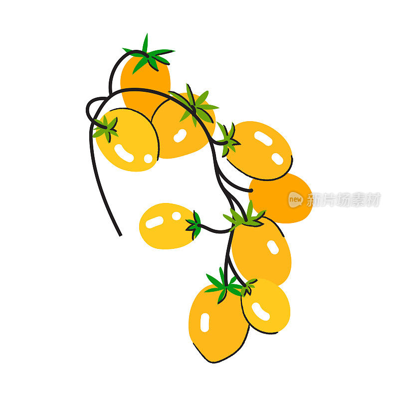 黄色樱桃番茄的分支，在白色背景上分离的载体。新鲜蔬菜。健康素食插图食谱，餐厅业务