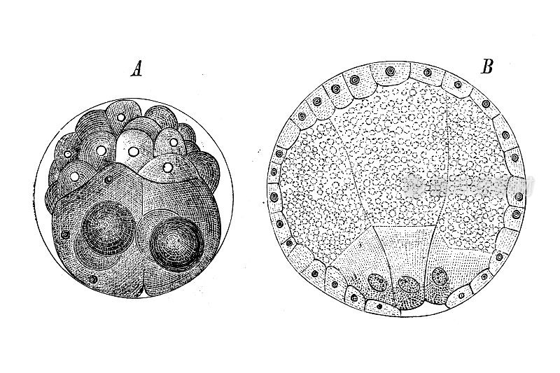 古代生物动物学图像:Bonellia卵