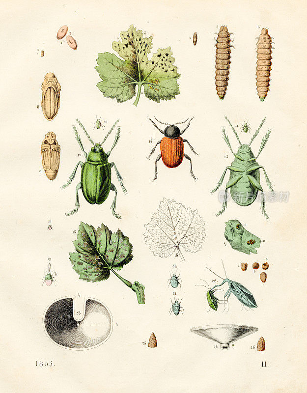 白杨叶甲虫，树皮虱，葡萄根虫，葡萄蚤甲虫彩色板插图1855