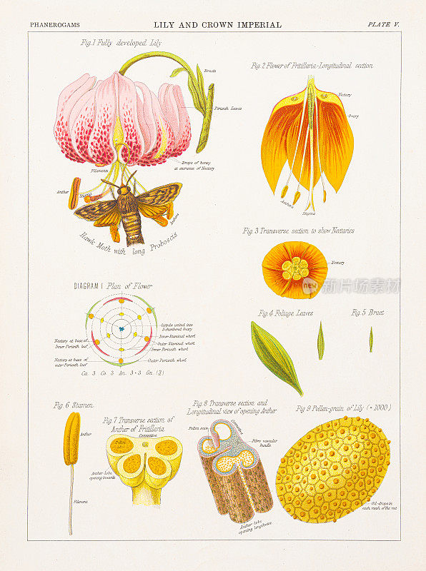 百合和皇冠皇家彩色印刷1883年