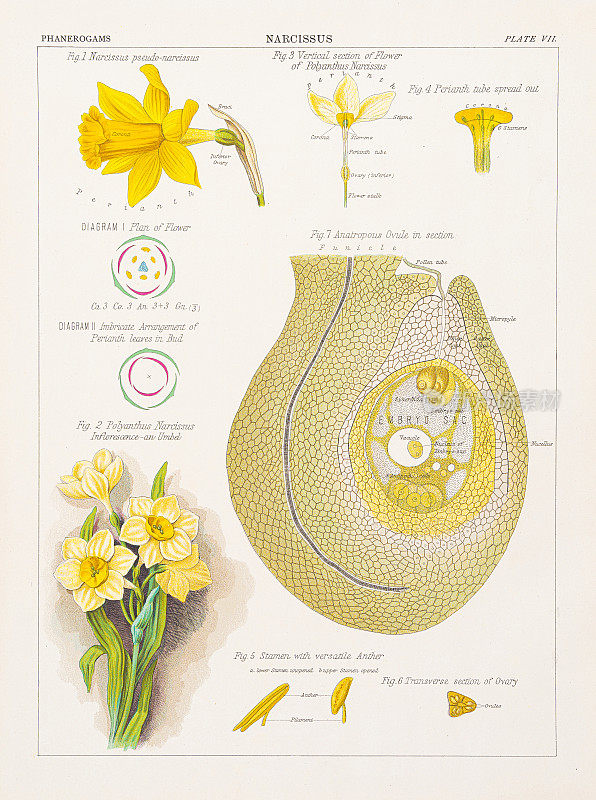 水仙的彩色印刷术1883年