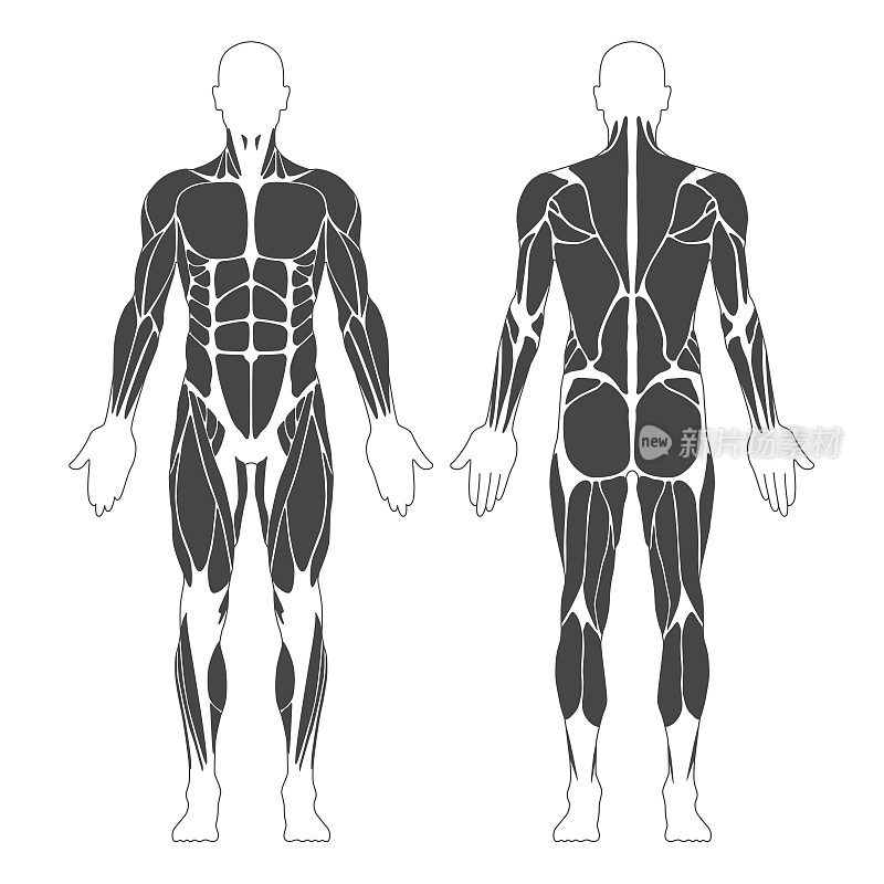 肌肉系统。人类的身体。男性解剖学。运动健身训练健身房锻炼矢量插图。前后视图