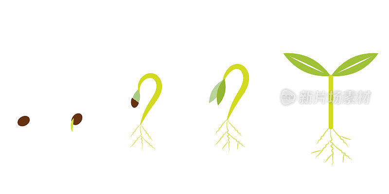 种子萌发和生长的过程，植物生长，图标风格插图