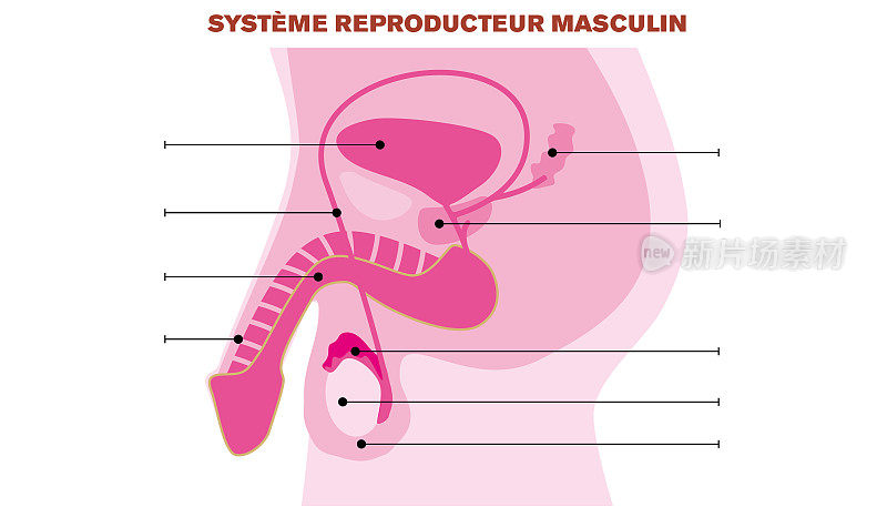 男性生殖系统