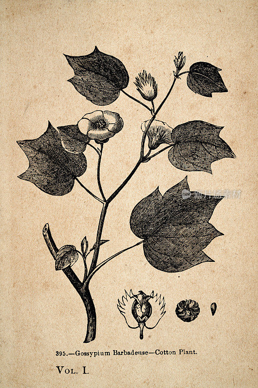 复古插图，19世纪巴贝登斯棉植物
