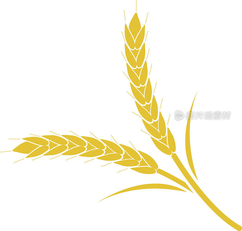 小麦穗黄色的白色背景