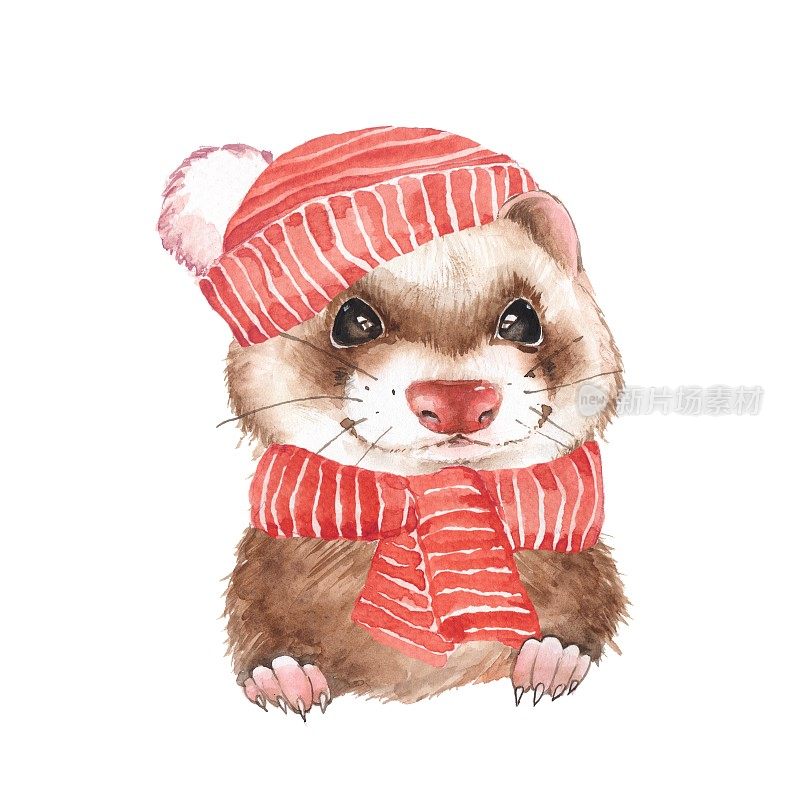 可爱的雪貂戴着红帽子
