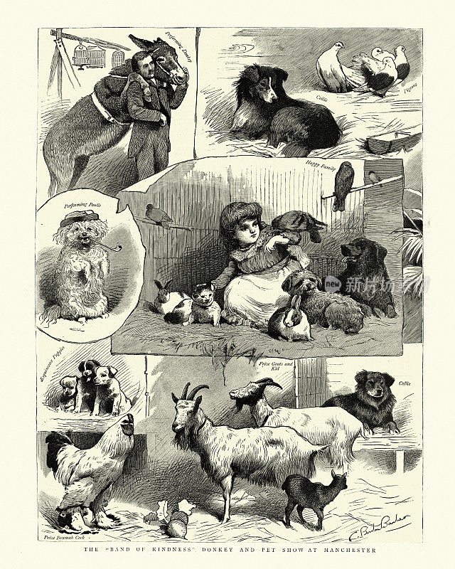 19世纪，曼彻斯特，维多利亚时代的驴和宠物秀