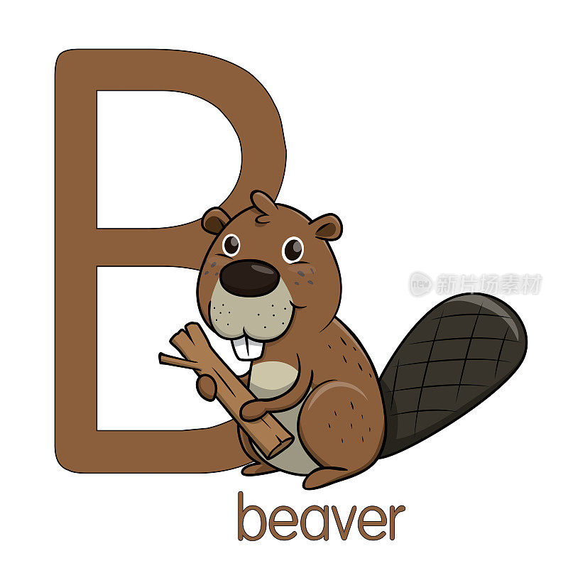 矢量插图的一个海狸微笑的脸孤立在白色的背景。用大写字母B作为教材，让孩子们了解英文字母。