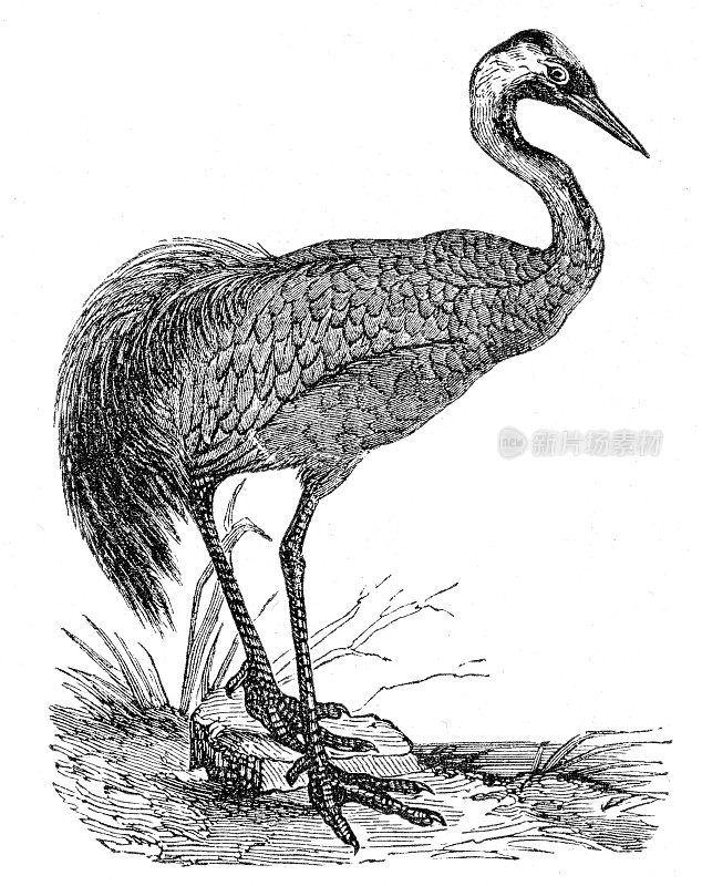 鹤鸟雕刻1893
