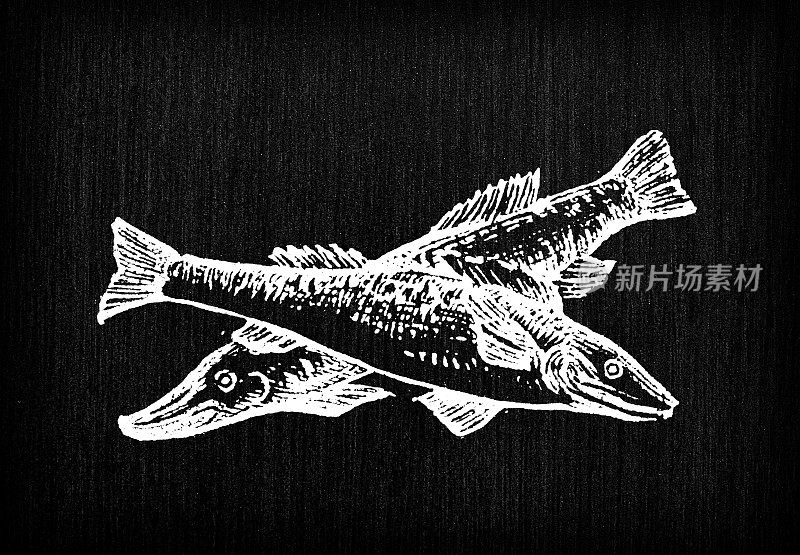 古董雕刻插画:鱼
