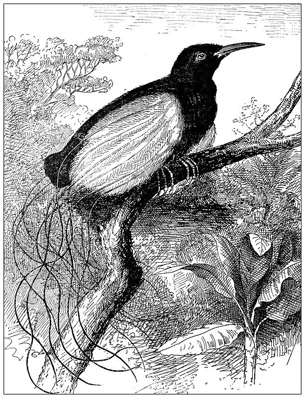 古董插图:新几内亚天堂鸟