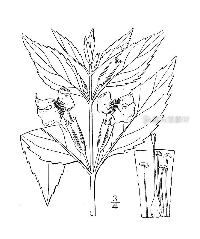 古植物学植物插图:土拨鼠、尖翅猴花