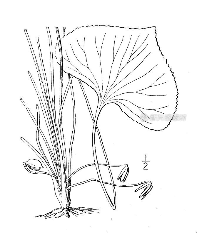 古董植物学植物插图:家蝇堇菜，庭院紫罗兰