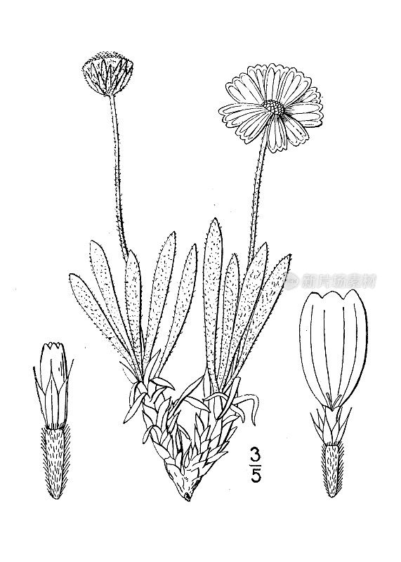 古植物学植物插图:黑荆芥、无茎黑荆芥