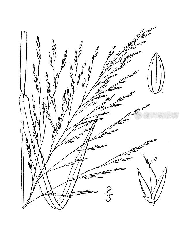 古植物学植物插图:聚伞花序，平展花序