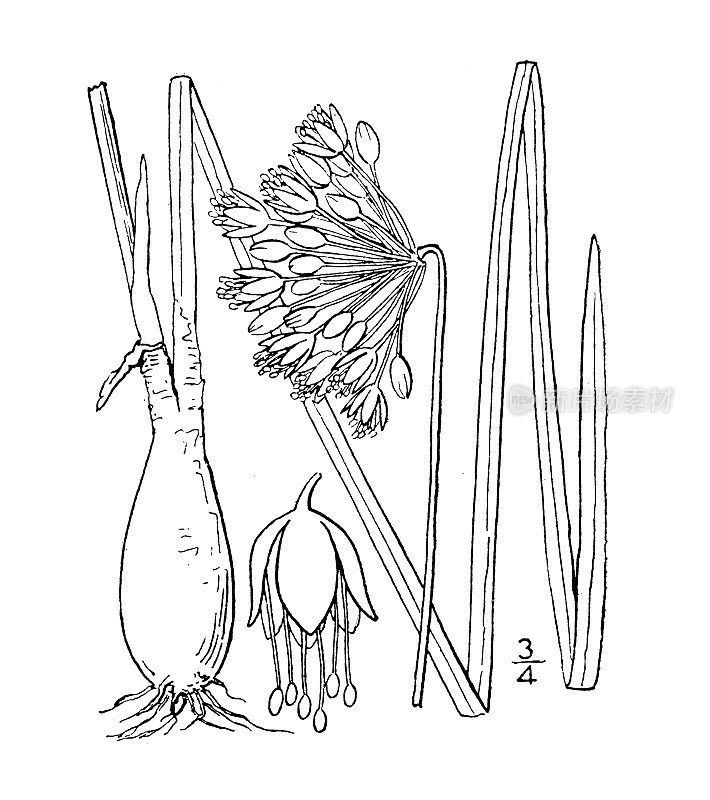 古植物学植物插图:葱属植物、头野洋葱