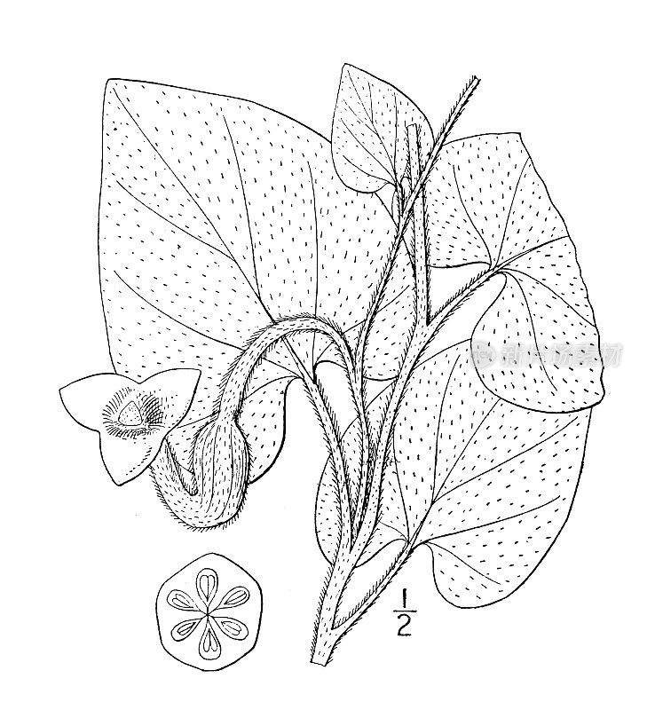 古植物学植物插图:马兜铃、毛管藤