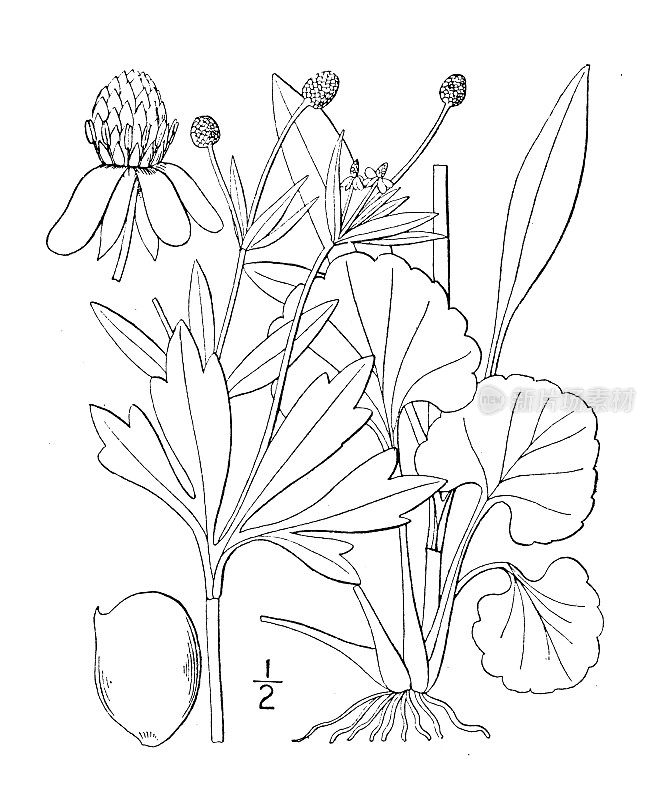 古植物学植物插图:毛茛、金凤花