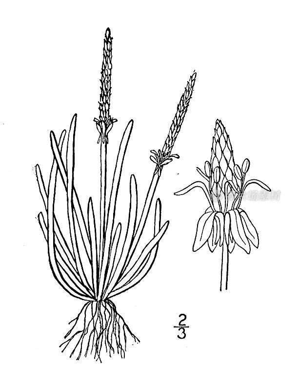 古植物学植物插图:小肌，鼠尾