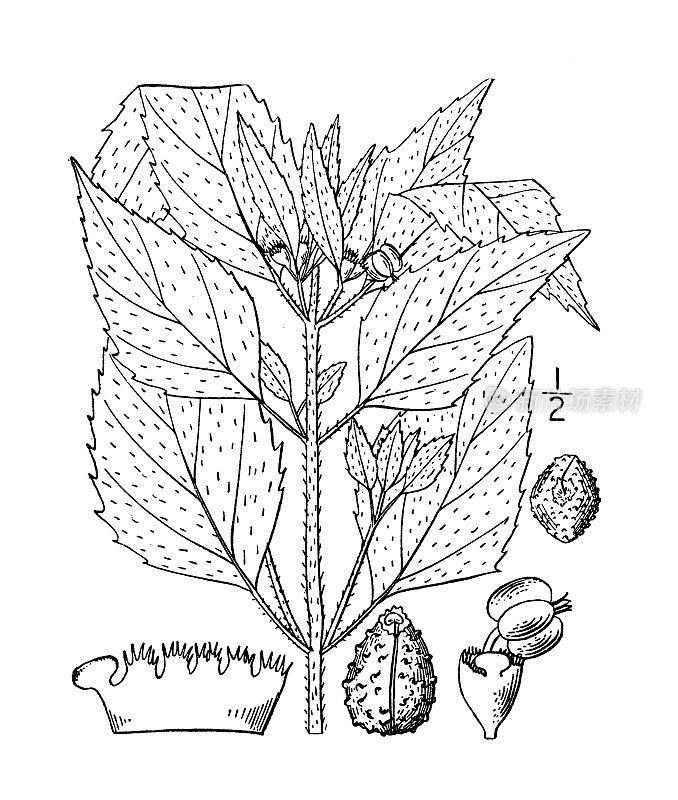 古植物学植物插图:大戟，大戟