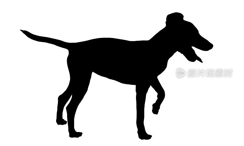 黑狗轮廓。站立微型杜宾犬小狗。宠物的动物。孤立在白色背景上。